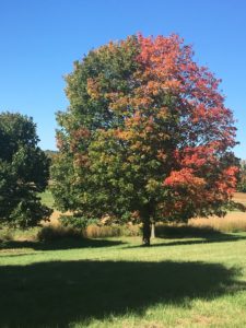 fall foliage